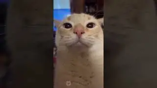 White cat staring into your soul