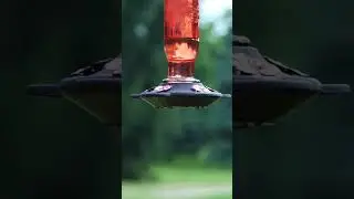 The Glittering Wonders of the Sky: Hummingbirds in Action #shorts #birds #birdslovers #hummingbird