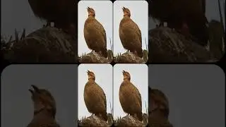 Grey francolin voice sound teetar ki awaaz #francolin #teetar #teetarcall #bird
