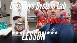 The Digestive System:  Lesson for A&P Lab, 2nd Semester.  Anatomy and Physiology