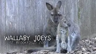 Wallaby Joeys