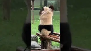 Head Brake🤣 #panda #cute #joyful #adorable #round #funny #wowpanda