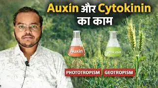 Plant Hormones Explained | Auxin, Cytokinin, Phototropism & Geotropism