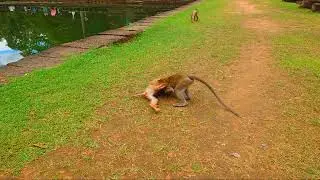 Gold reveal post monkey date line