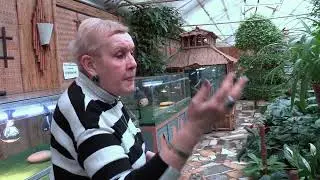 Филодендроны - виды и сорта.