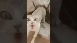#мем #мемы #джобайден