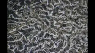 Bioconvection des bact&eacute;ries Thiovulum karukerense timelapse 8 2fps