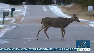 Wisconsin State Patrol urges drivers to be cautious as deer activity spikes