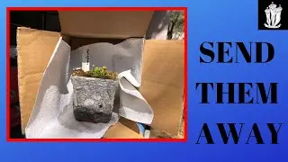 How to Package and Ship Live Plants