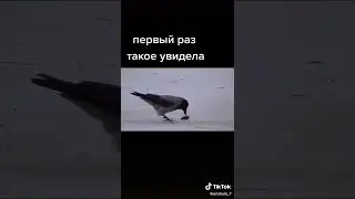 Ворона выковыривает рыбу из льда и делится - тренды Тик-ток