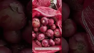 Agro Diamond Export #exportonion #onionbusiness #agriculture