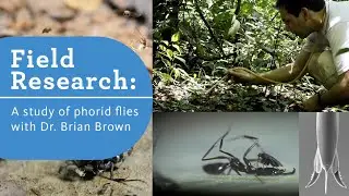 Dr. Brian Brown studies the Phorid Flies of Brazil