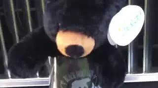 TOMMY FINTON BLACK HILLS BEAR TO MR SUNSHINE EDDY SHIPEK IN SSF 561-693-8636