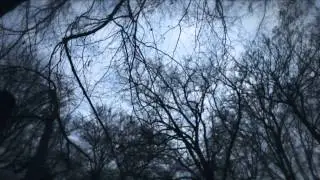 Little Birdie - The Falcon  (HQ)