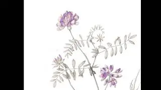 Botanical Journeys - Crownvetch