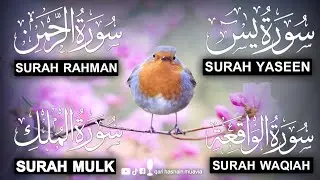 Surah Yasin ❤️ (Makki), Rahman, Waqiah & Mulk | Ep 250 | Daily Quran Recitation & Blessings