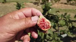 Makedonia Dark Fig