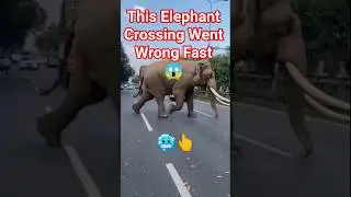 Elephant Hit by Truck on a Busy Road #ai #viral