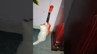 Guitarist Cat 🐈😂 | #funny #cute #cat #viral #trending #shorts