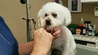 Bichon Pet head with clipper comb