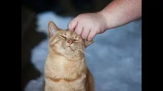 These cats can be adopted at the Happy Cat Cafe