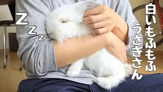 真っ白ふわふわでとっても穏やかな性格のうさぎさんは抱っこがとっても大好きです【No.197】Tama-chan, she really is like cotton candy