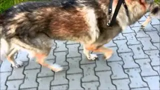Czechoslovakian wolfdog - inochód / amble różnice