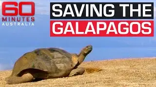How to save the Galapagos Islands, mother nature's living laboratory | 60 Minutes Australia