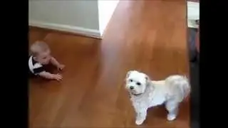CACHORRO BABA