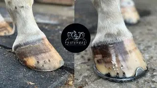 4K FARRIER ASMR HOOF RESTORATION SHINING HORSE 🤯 /ASMR AT NALLAMA🤯  #farrier #satisfying