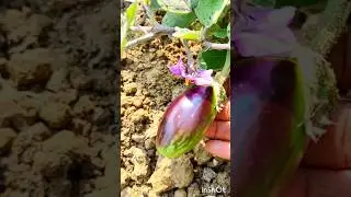 Humans cannot be successful everywhere🤔....? #kitchengarden #shorts #minivlog #gardening