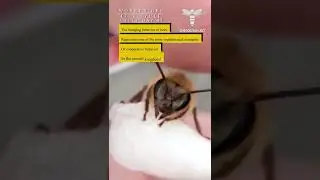 Worker Bee Life Cycle: Adult Day 41 - The foraging behavior of bees is a true wonder of nature 🐝🧡