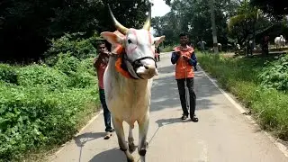 For Sale 4 teeth Powerful High-speed  Khillari  Stud Bulls of Haliyala taluk uttara kannada|For Sale