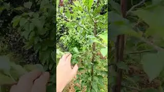 🌳 I'm shaping my ideal apple tree: SOLAXE technique explained!