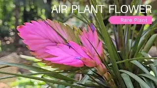 Flowering Air plant | Air Plant Flowering Secrets | എയർ പ്ലാന്റ് പൂക്കൾ