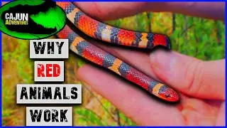 Why Are These Snakes RED? - Closer Look at Aposematic Coloration!