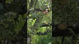 The Spider Mite Crisis Threatening Himachal's Apple Orchards
