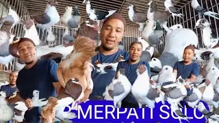 Grosir Merpati Hias Terbaik di Solo  Jawa Tengah Pilihan Lengkap!