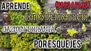 Duranta Jasmine, Pruning and Propagation 🪴