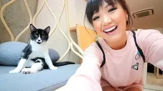 A Cat Cafe in America | WahlieTV