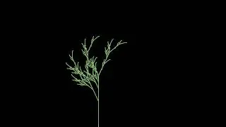 Il Giardino dei Frattali