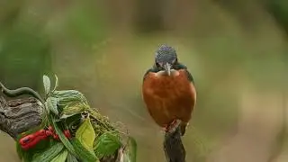 Brine Pit Kingfishers - Winter Solstice
