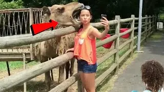 8 Most Realistic Animals Attacks | Urdu / Hindi | White Line .