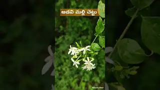 అడవి మల్లె చెట్టు adavi Malle teega అడవి మల్లె తీగ #jaemi #ayurvedam #plant #viral adavimalle