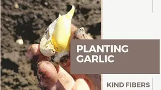 Planting Spring Garlic