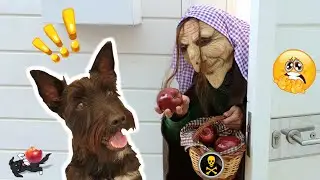 Una BRUJA le da una MANZANA ENVENENADA A MI PERRO / Cap1 / Lana