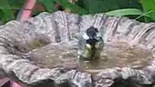 Birds of Britain UK ~ Great Tit 19sec wildlife videos simbird