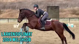 Welsh Cob for Sale