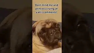 We don't deserve y'all 🫶😭 #song #music #fans #pug