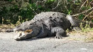 Week 28 Ep1 America's Great Loop navigation software terminology Everglades national Park Gators 